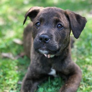 Meet your Posher, Krista